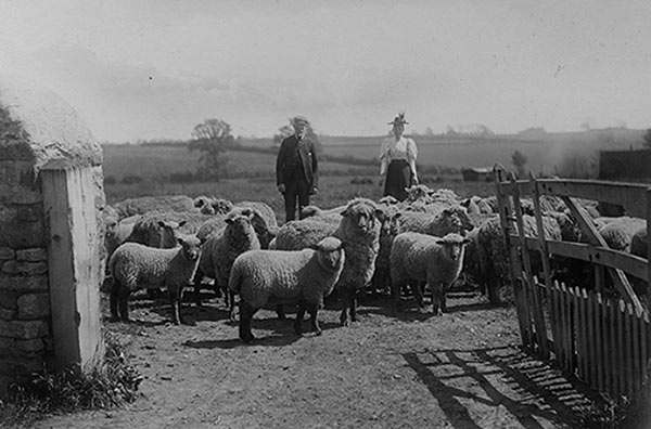 Mr & Mrs Jesse Fox, early 1900s.  View across the field looking towards the Wold
