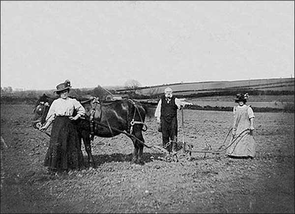 Edward, Topsy and Fanny Miller at work in the potato field