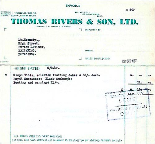 Invoice for purchase of Grape Vines